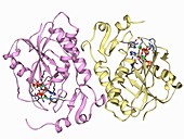 HGPRTase molecule