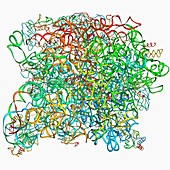 Archaeon ribosome,molecular model