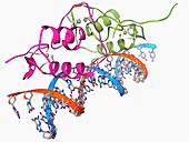 Oestrogen receptor bound to DNA