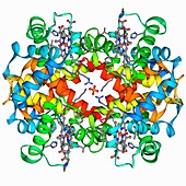 Haemoglobin molecule