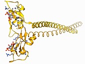 Early endosome antigen 1 molecule