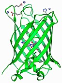 Green fluorescent protein molecule