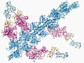 Insect flight muscle,molecular model