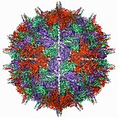 Nodamura virus capsid,molecular model