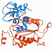 Caspase-9 with inhibitor,molecular model