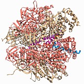 ATPase and inhibitor,molecular model
