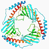 P32 mitochondrial matrix protein