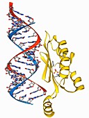 RNA interference viral suppressor and RNA