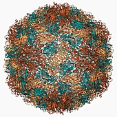 Rhinovirus capsid,molecular model