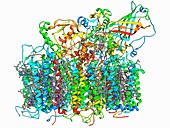 Photosystem II molecule