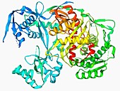 Argonaute protein molecule