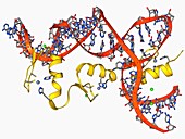 Transcription factor and ribosomal RNA