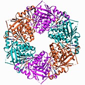 Bacteriophage ATPase molecule