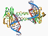 DNA binding protein,molecular model