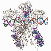 Bacteriophage DNA recombination