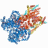 Voltage-gated potassium channel