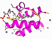 Acyl carrier protein molecule