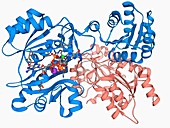 Succinyl-CoA synthetase enzyme