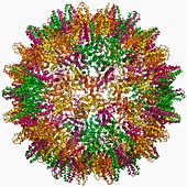 Hepatitis B virus capsid,molecular model
