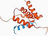 Protein kinase regulatory subunit