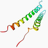 Integrin transmembrane domain