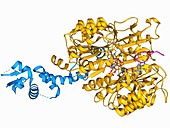 Transport inhibitor response 1 protein