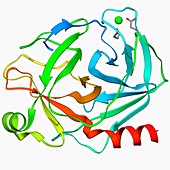 Trypsin molecule