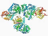 Lassa virus nucleocapsid protein