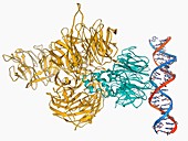 UV-damaged DNA-binding protein and DNA