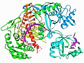 Argonaute protein and microRNA