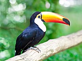 Toucan