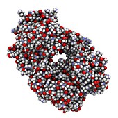 Alemtuzumab Fab fragment molecule