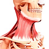 Human neck musculature,artwork