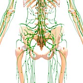 Human lymphatic system,artwork