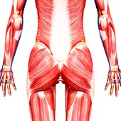 Female musculature,artwork