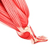 Human leg musculature,artwork