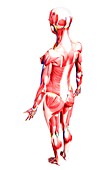 Female anatomy,artwork