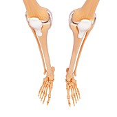 Human leg bones,artwork