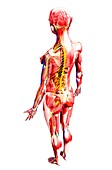 Female anatomy,artwork