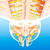 Female nervous system,artwork