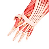 Human hand musculature,artwork