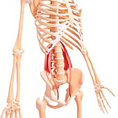 Human hip musculature,artwork