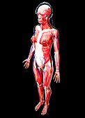 Female anatomy,artwork