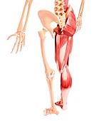 Human leg musculature,artwork