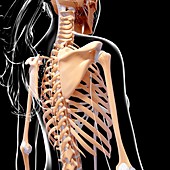 Female skeleton,artwork