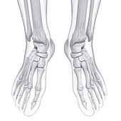 Human foot bones,artwork