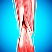 Human leg musculature,artwork