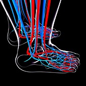 Human foot cardiovascular system,artwork