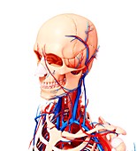 Human cardiovascular system,artwork