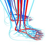 Human foot cardiovascular system,artwork